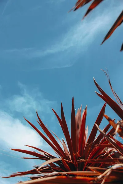 Вертикальный Снимок Красной Кордилины Фоне Голубого Неба — стоковое фото