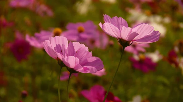 Closeup Pink Garden Cosmos Flower — Stock Photo, Image