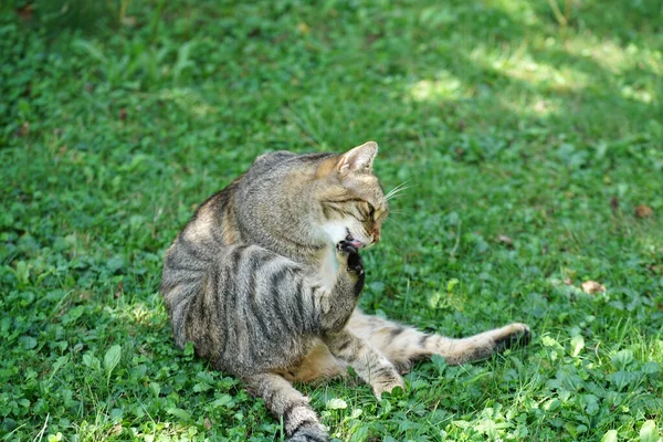 Adorável Gato Listrado Marrom Sentado Campo Gramado Limpando — Fotografia de Stock