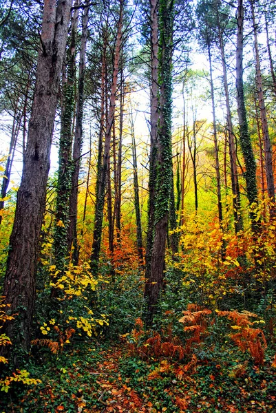 Pionowe Ujęcie Lasu Ciepły Jesienny Dzień — Zdjęcie stockowe