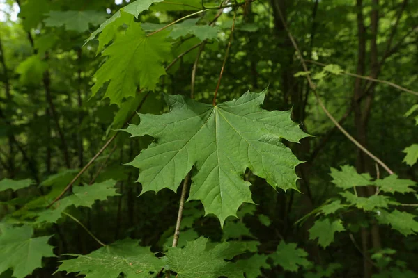 Zbliżenie Ujęcia Zielonych Liści Klonu Lesie — Zdjęcie stockowe