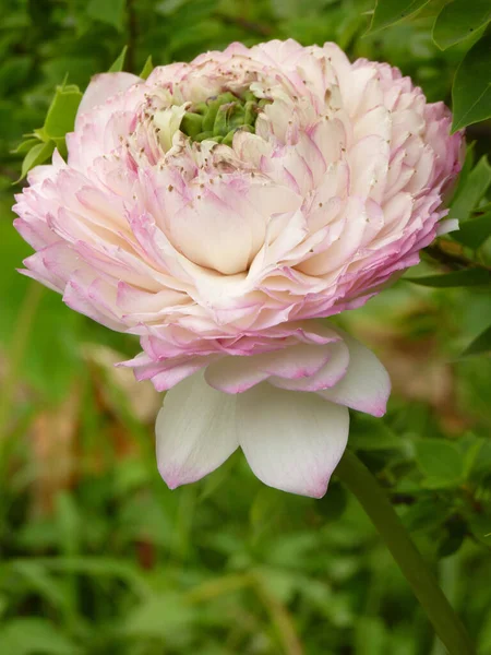 緑の背景に花弁を持つピンクの蓮の花の閉鎖 — ストック写真