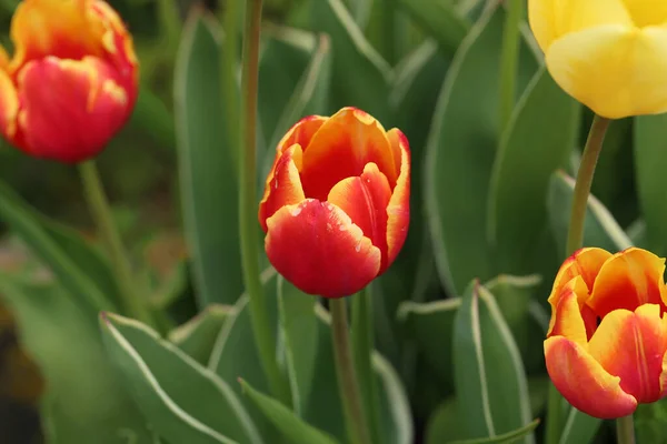 Eine Nahaufnahme Von Schönen Blühenden Roten Tulpen Frühling — Stockfoto