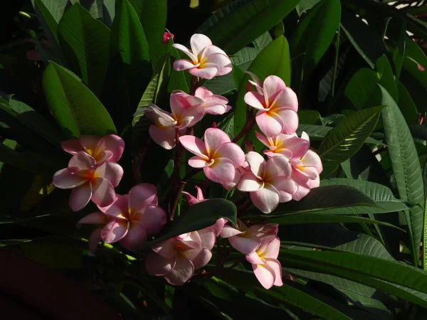 Eine Nahaufnahme Schöner Frangipani Blumen — Stockfoto