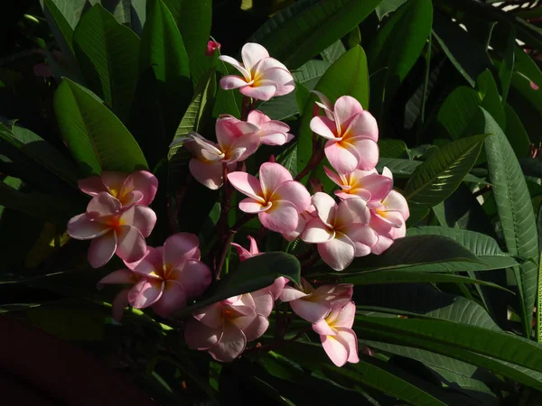 Närbild Bild Vackra Frangipani Blommor — Stockfoto