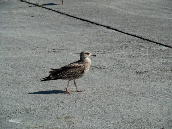 Uma Gaivota Andando Rua — Fotografia de Stock