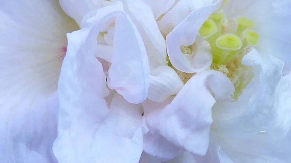 Bir Çiçeğin Beyaz Taç Yapraklarının Yakın Plan Çekimi — Stok fotoğraf