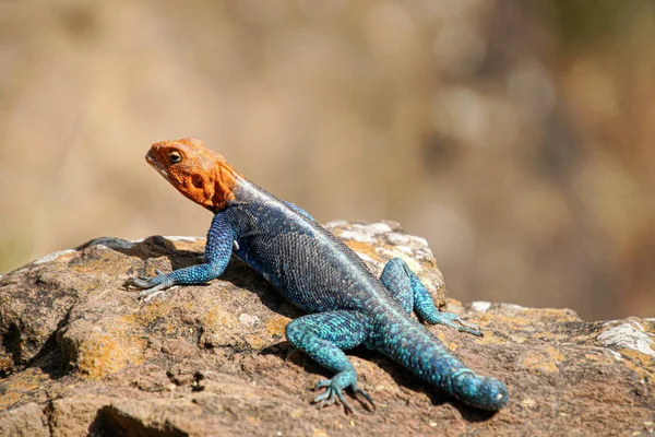 Closeup Shot Redheaded Agama Lizard Resting Rock Blurred Background — Stock Photo, Image