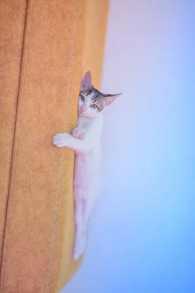 Eine Nahaufnahme Einer Entzückenden Kleinen Hauskatze Die Auf Einer Couch — Stockfoto
