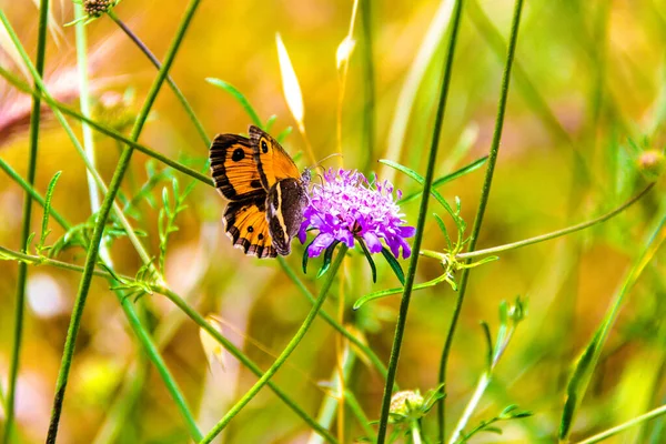 Közelkép Egy Gyönyörű Színes Pillangóról Mezei Virágokról — Stock Fotó