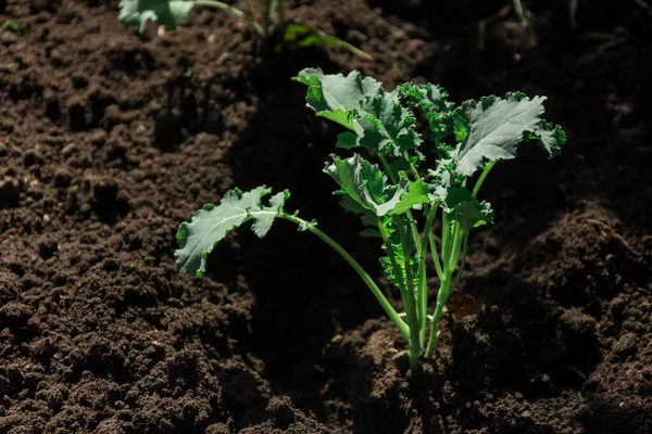 Closeup Shot Young Green Leafy Planted Rich Garden Soil — Stock Photo, Image