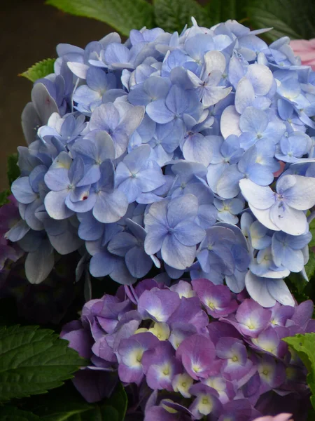Захватывающий Снимок Красивых Цветков Гортензии — стоковое фото
