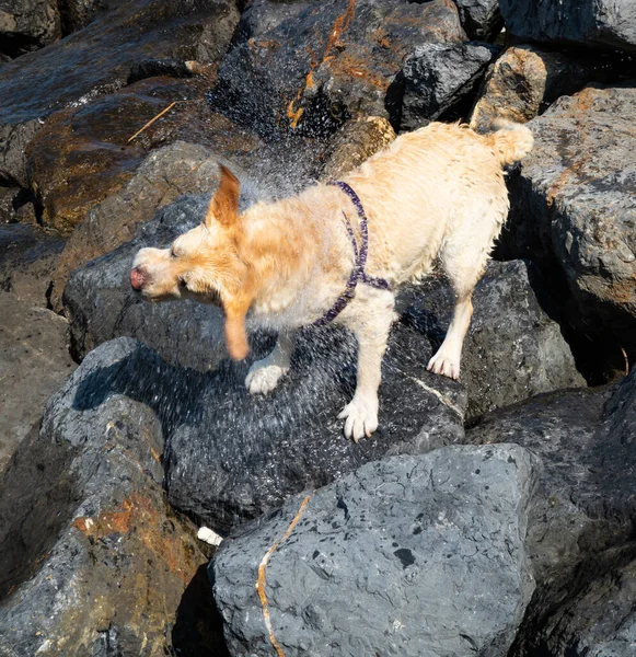 Labrador Retriever Drżący Wyschnięcia Kąpieli Wodzie — Zdjęcie stockowe