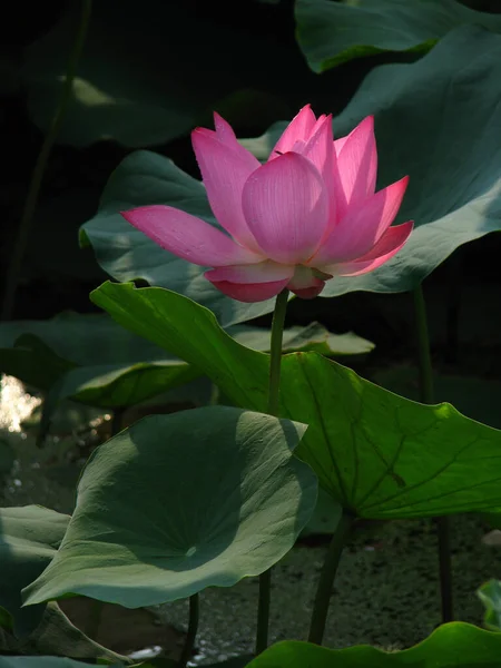 池の蓮の花の垂直クローズアップショット — ストック写真