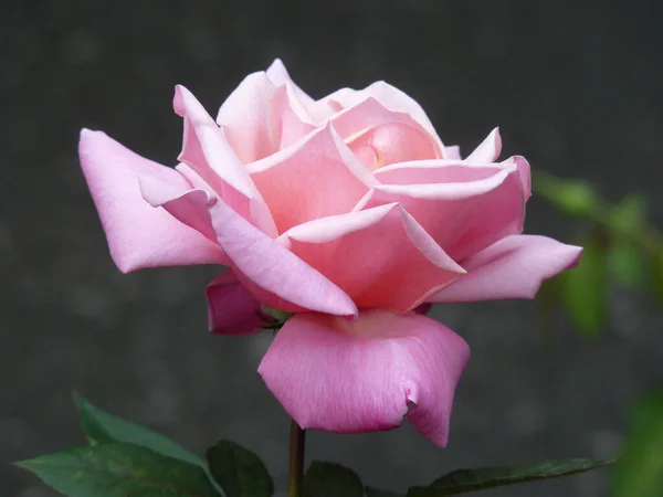 Tiro Close Uma Bela Rosa Rosa Flor — Fotografia de Stock