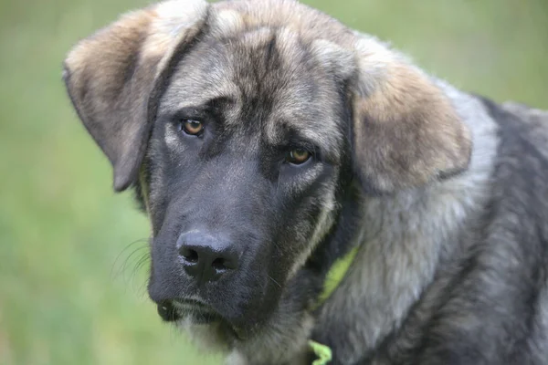 Close Cão Abandonado Sem Teto Com Olhos Tristes — Fotografia de Stock