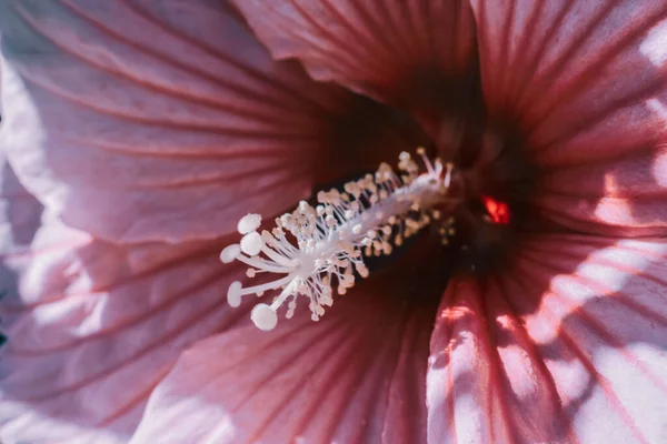Крупним Планом Знімок Красивої Квітки Гібіскуса — стокове фото