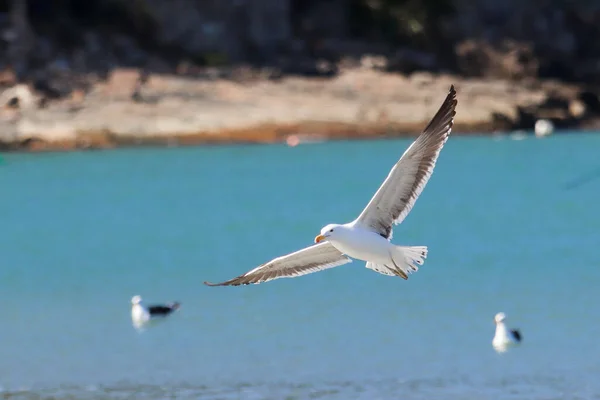 Closeup Shot Flying Seagull — Stock Photo, Image