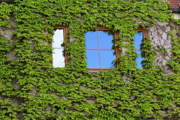 Taş Bir Duvarda Sallanan Yeşil Üzüm Yapraklarının Yakın Plan Çekimi — Stok fotoğraf