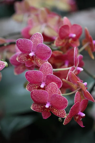 Крупный План Красивых Розовых Цветов Орхидеи Размытом Фоне — стоковое фото