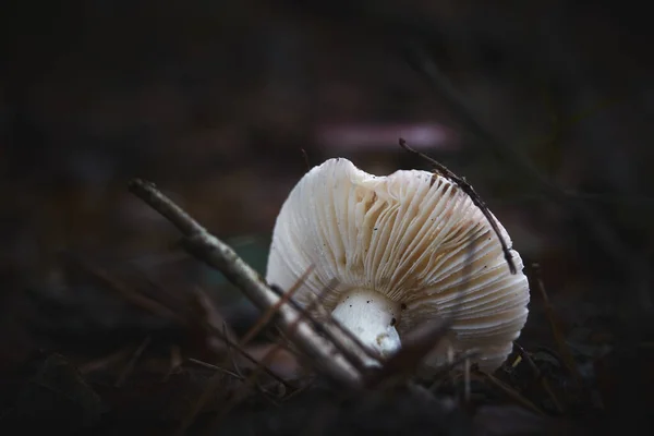 Eine Nahaufnahme Von Pilz Auf Dem Boden — Stockfoto