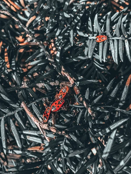 Top View Red Black Beetles Greenery — Stock Photo, Image