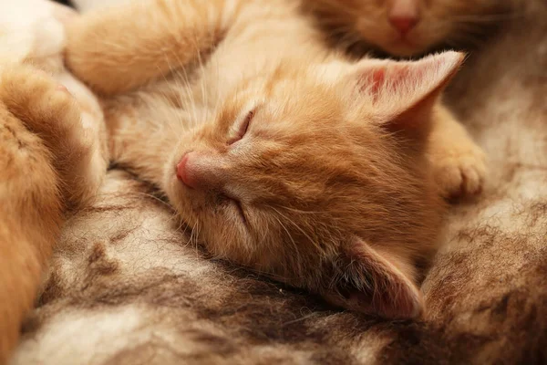 Een Close Shot Van Katten Liggend Een Harige Ondergrond — Stockfoto