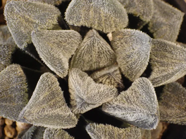 Eine Draufsicht Aufnahme Der Haworthia Pygmaea Blume — Stockfoto