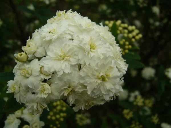 Selektiv Fokusbild Blommande Buske Spirea — Stockfoto