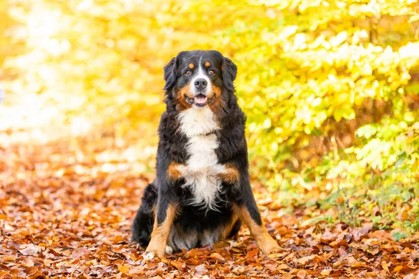 Sonbaharda Tatlı Bir Bernese Dağ Köpeğinin Yakın Çekimi — Stok fotoğraf