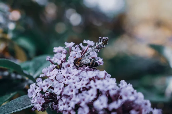 ミツバチが花粉を採取する際の — ストック写真