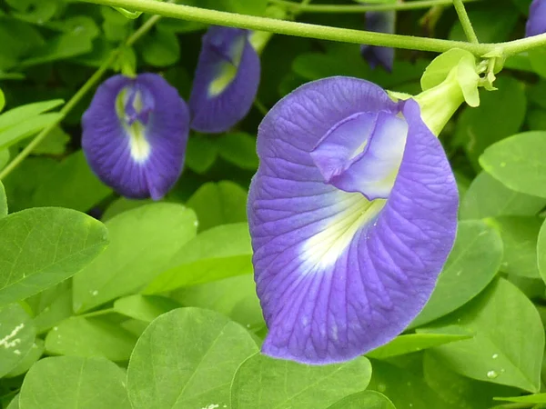 Klitorya Çiçeklerinin Yakın Plan Çekimi — Stok fotoğraf
