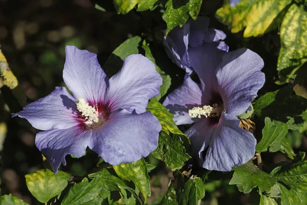 Ένα Κοντινό Πλάνο Μπλε Λουλούδια Ιβίσκου Ένα Χωράφι Κάτω Από — Φωτογραφία Αρχείου