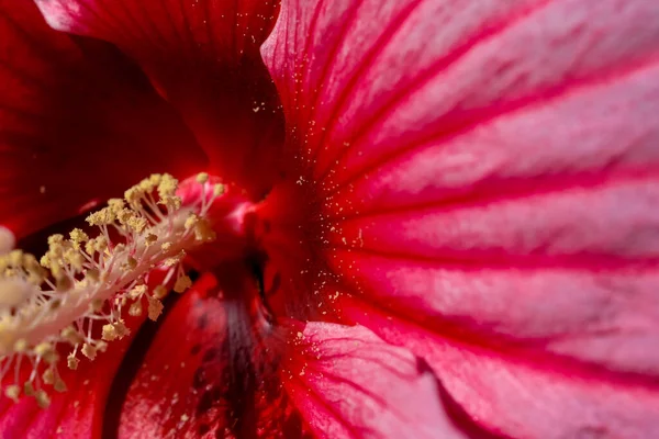 Eine Nahaufnahme Einer Schönen Roten Hibiskusblüte — Stockfoto