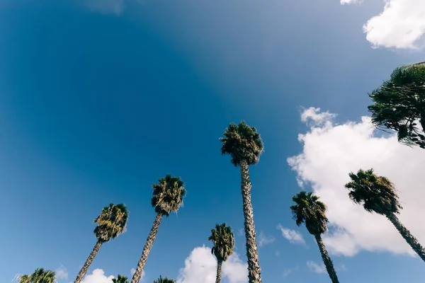 Niski Kąt Ujęcia Palm Pod Chmurnym Niebem — Zdjęcie stockowe