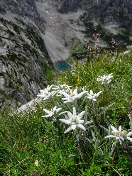 Viele Edelweisse Leontopodium Alpinum Vor Einem Bergsee Berühmteste Gefährdete Bergblume — Stockfoto