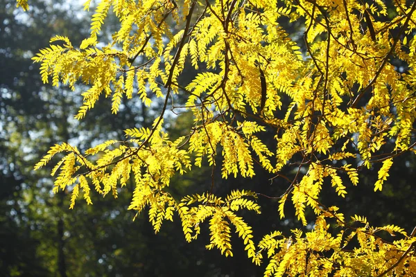 Detailní Záběr Žlutých Zbarvených Podzimních Listů Větvi Stromu — Stock fotografie