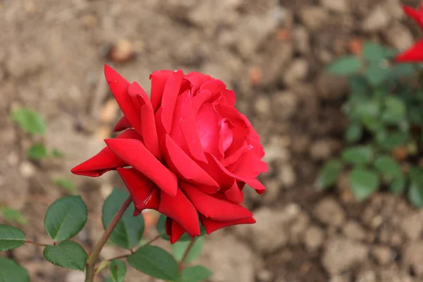 Zbliżenie Ujęcie Kwitnących Czerwonych Róż Krzaku Ogrodzie — Zdjęcie stockowe