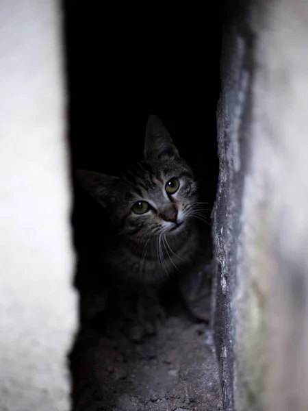 Tiro Vertical Gato Cinza Olhando Para Câmera — Fotografia de Stock