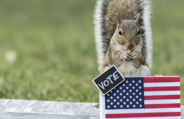かわいい動物と投票ブースのコンセプト 投票のためのピーナッツ コピースペース — ストック写真
