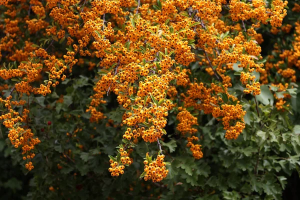 Eine Nahaufnahme Von Pyracantha Zweigen Mit Gelben Reifen Beeren — Stockfoto