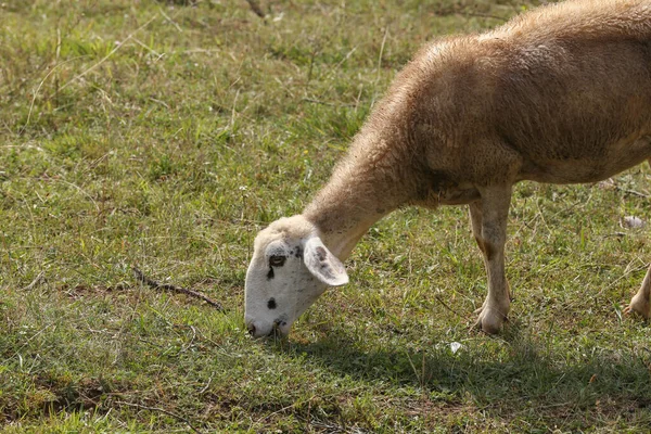 Tiro Perto Uma Ovelha Comendo Grama Campo — Fotografia de Stock