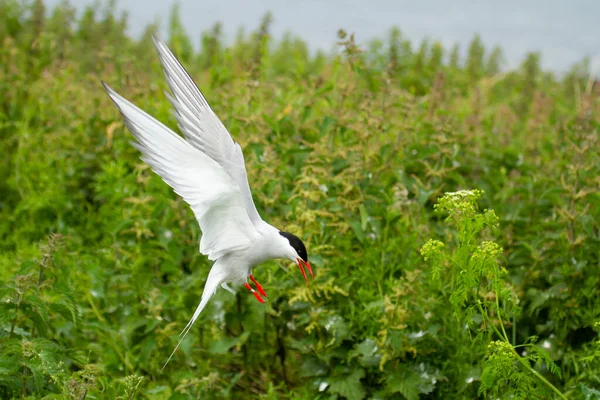 Птица Arctic Tern Fabrisaea Paradisea Фарнских Островах Англия — стоковое фото