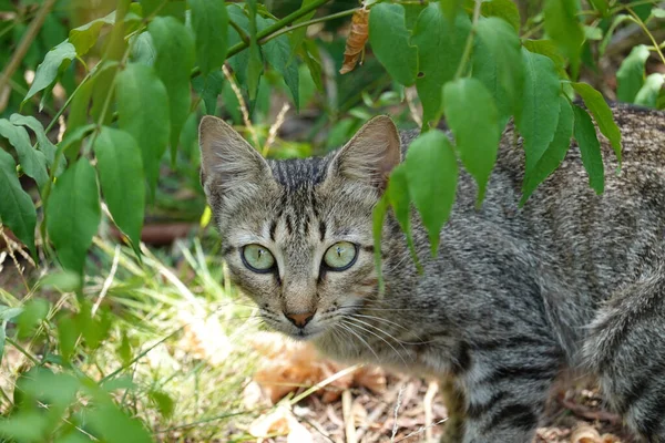 Yeşil Gözlü Bir Kedinin Yakın Çekimi — Stok fotoğraf