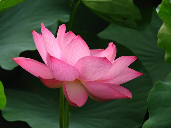 Een Close Shot Van Een Bloeiende Roze Lotus — Stockfoto