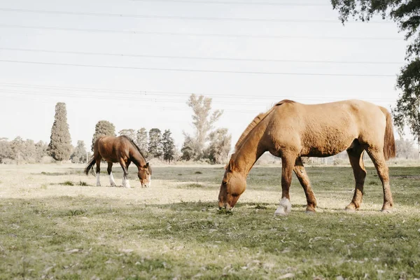 水平方向の青の背景に草を食べながら向かい合う2頭の馬 — ストック写真