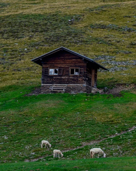 Schapen Grazen Groene Weide — Stockfoto