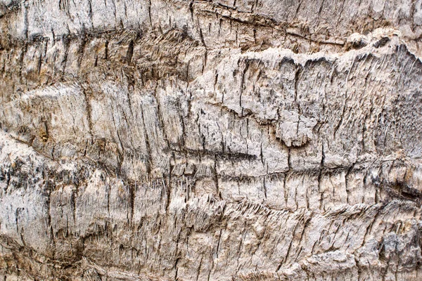 Egy Közeli Felvétel Egy Pálmafa Törzséről — Stock Fotó