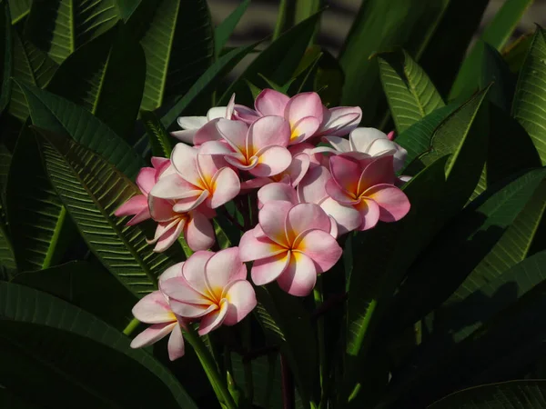 Közelkép Rózsaszín Pluméria Virágokról Napfény Alatt — Stock Fotó
