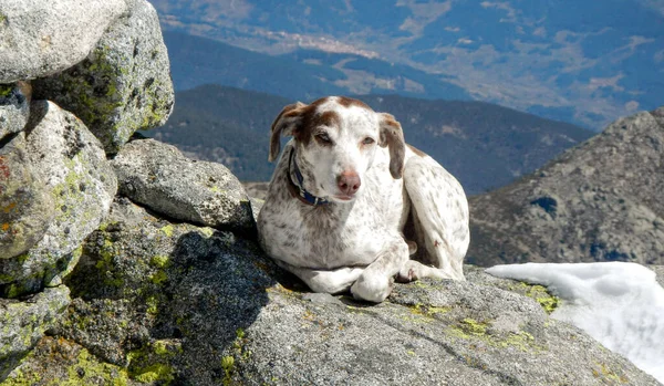 Una Vista Fascinante Perro Adorable Las Montañas —  Fotos de Stock